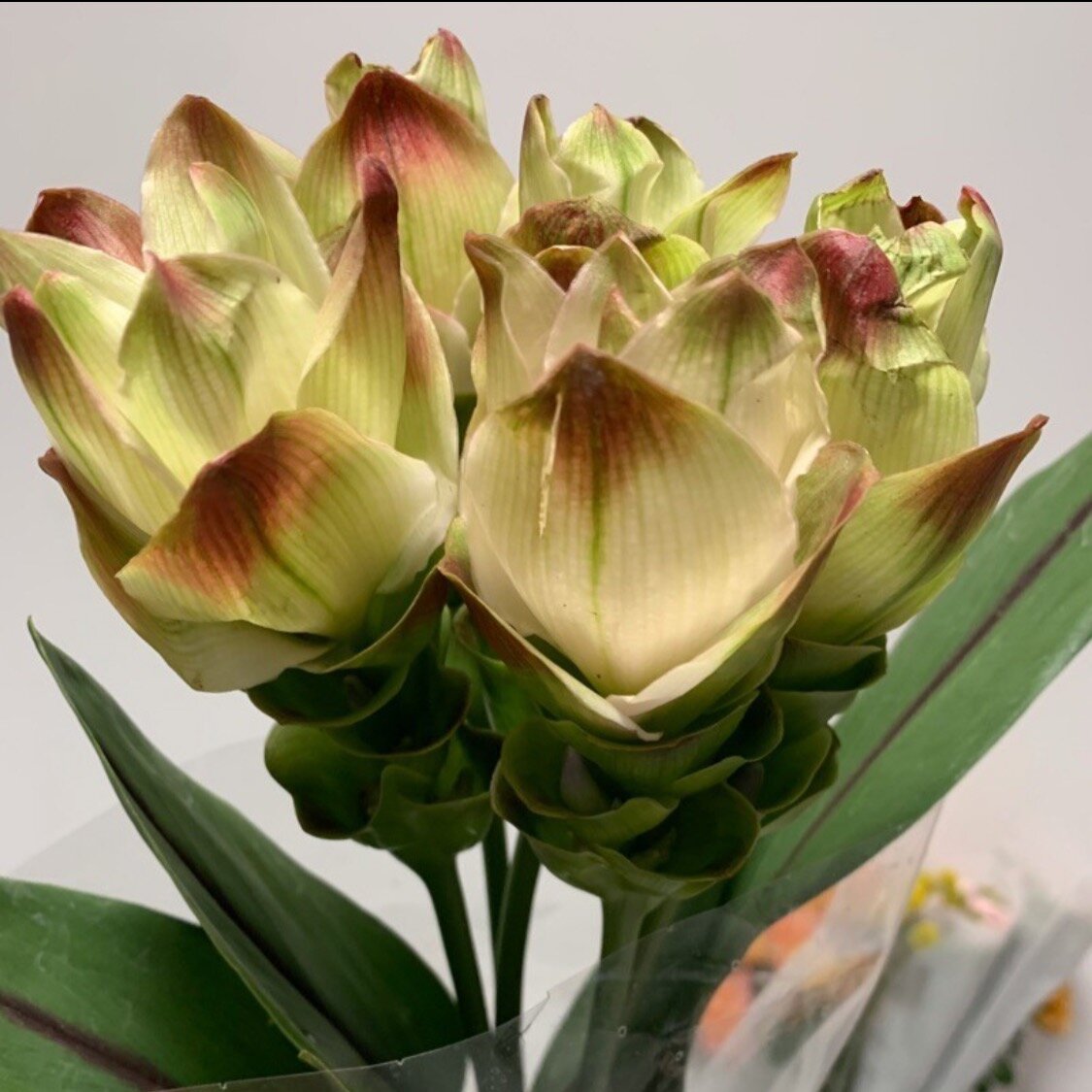 【x】-yq-小雏菊/小菊 绿精灵【7】