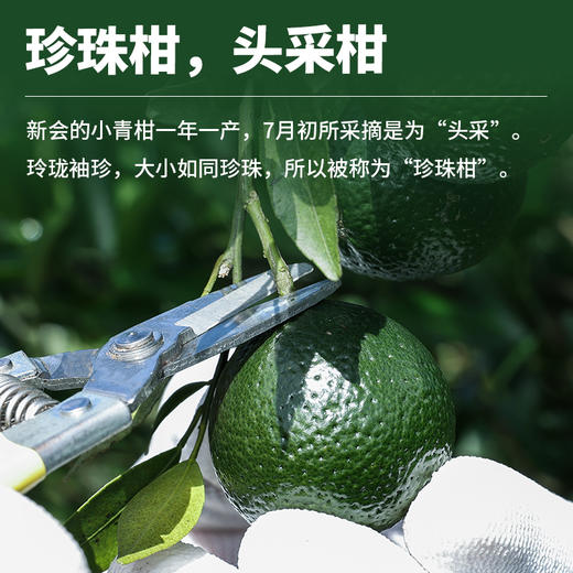 2021小青柑普（宫廷珍珠）玻璃瓶装250g 商品图2