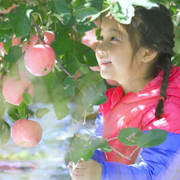 京鲜生 烟台红富士苹果 净重8斤 单果230g起 生鲜水果礼盒 商品图2