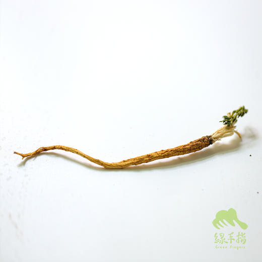 野生防风 | 合作生产*Wild Divaricate Saposhniovia Root | Coproduction 商品图3
