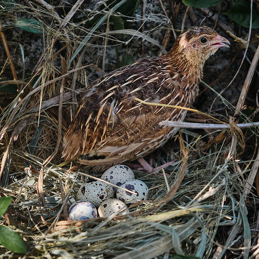 【整整100枚！农家散养鹌鹑蛋】杂粮喂养新鲜生鹌鹑蛋，比鸡蛋营养更高！生鲜蛋宝宝辅食营养，卤鹌鹑蛋也好吃！放心吃进口中食品-觅食坊健康 商品图1