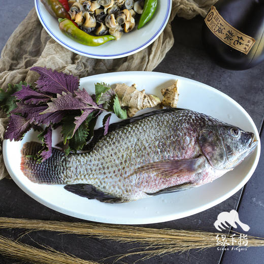 生态罗非鱼 （冷鲜，仅限省内下单 ）| 合作生产 * Eco- Tilapia | Coproduction 商品图3
