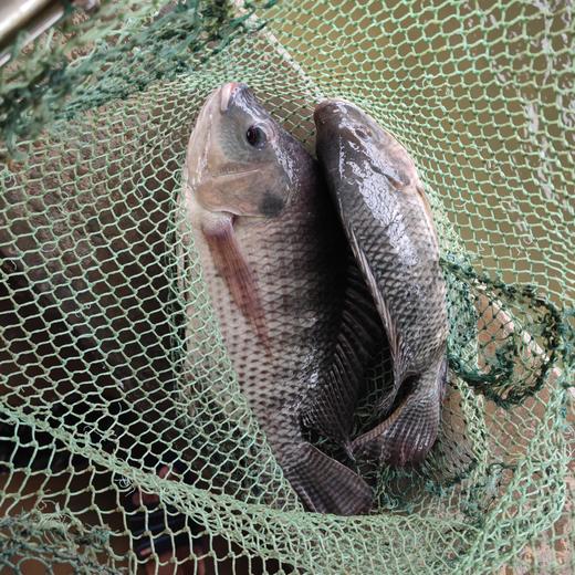 生态罗非鱼 （冷鲜，仅限省内下单 ）| 合作生产 * Eco- Tilapia | Coproduction 商品图0
