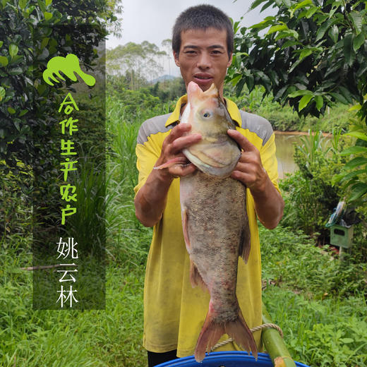 生态罗非鱼 （冷鲜，仅限省内下单 ）| 合作生产 * Eco- Tilapia | Coproduction 商品图1