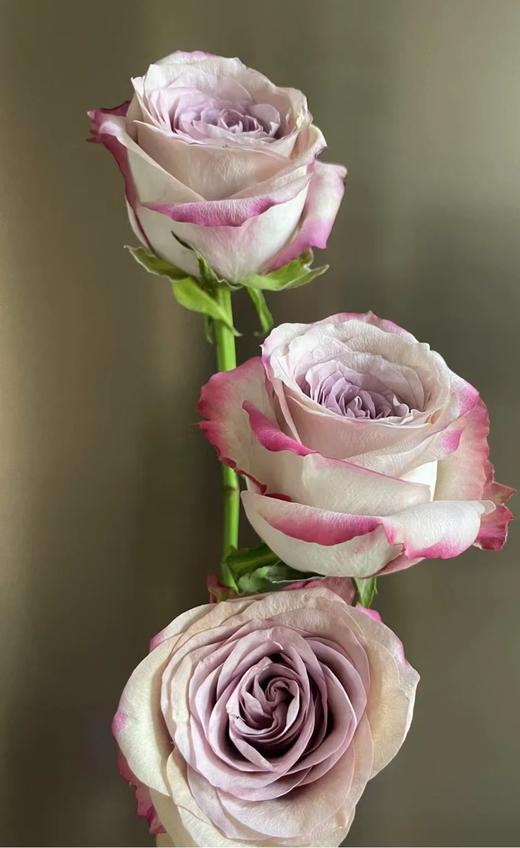 【秒杀福利】气场 20支/扎 商品图4