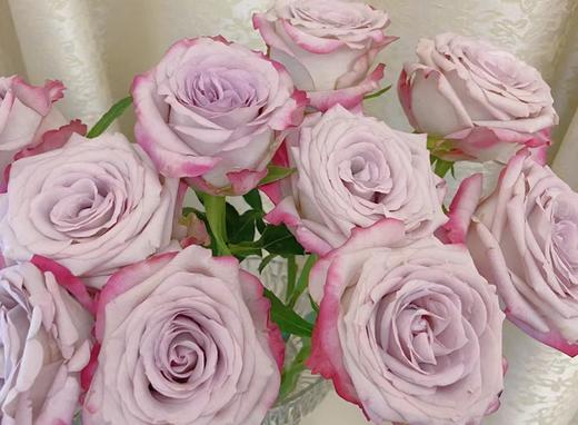 【秒杀福利】气场 20支/扎 商品图2