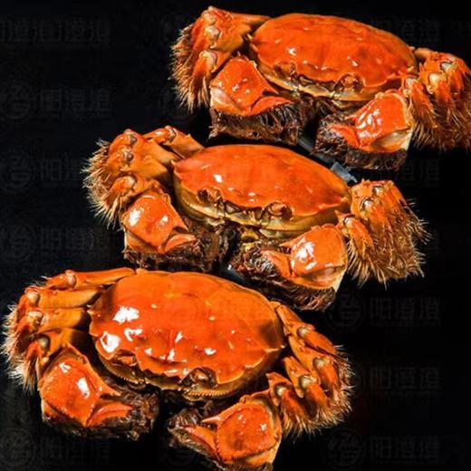 【阳澄湖大闸蟹礼券】 3对/4对/5对装 康辉甄选阳澄湖大闸蟹礼券团购 商品图2