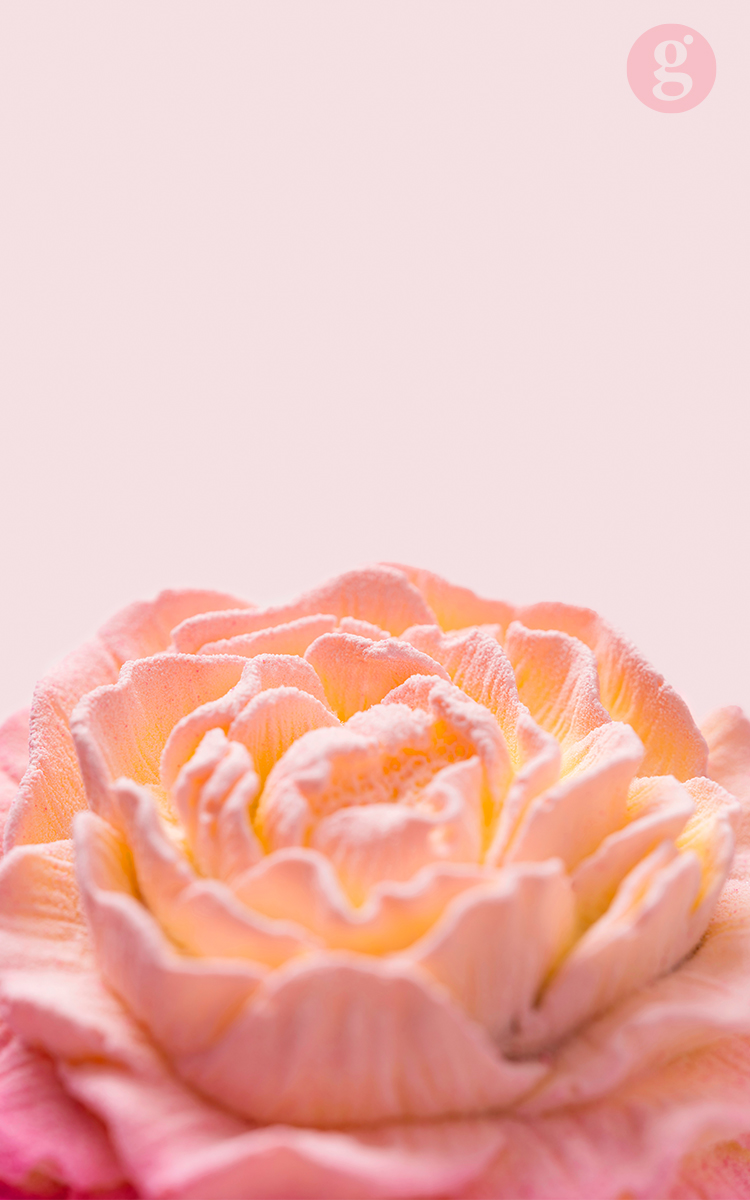 限定系列·花神小甜品