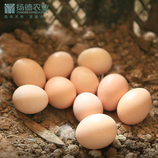【超级爆款-排队至4月16后日发货】扬德林下土鸡蛋（40枚/箱） 商品图2