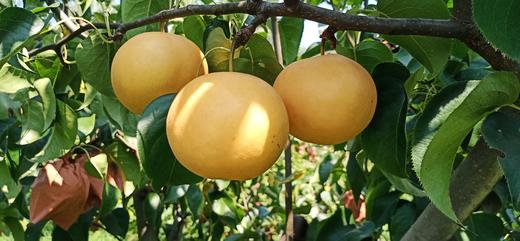 小空山有机圆黄梨礼 商品图1