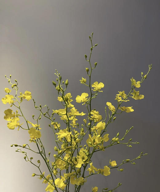 文心兰（纯黄跳舞兰）10枝/扎  多规格 商品图7