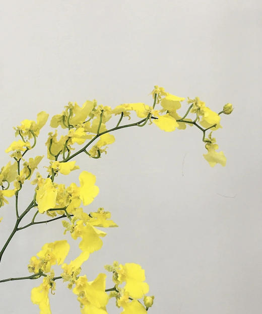 文心兰（纯黄跳舞兰）10枝/扎  多规格 商品图6