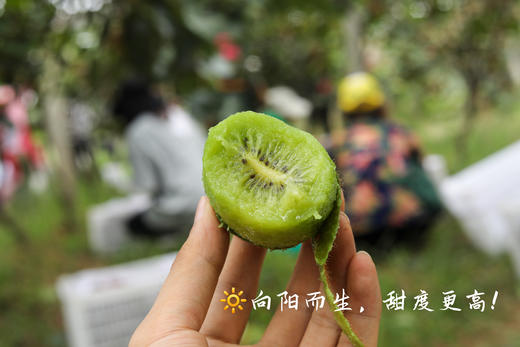 晚采徐香-徐香猕猴桃 清甜软糯 商品图1