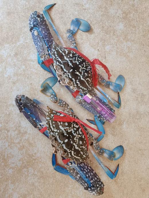 【兰花蟹】 商品图3