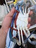 【兰花蟹】 商品缩略图4