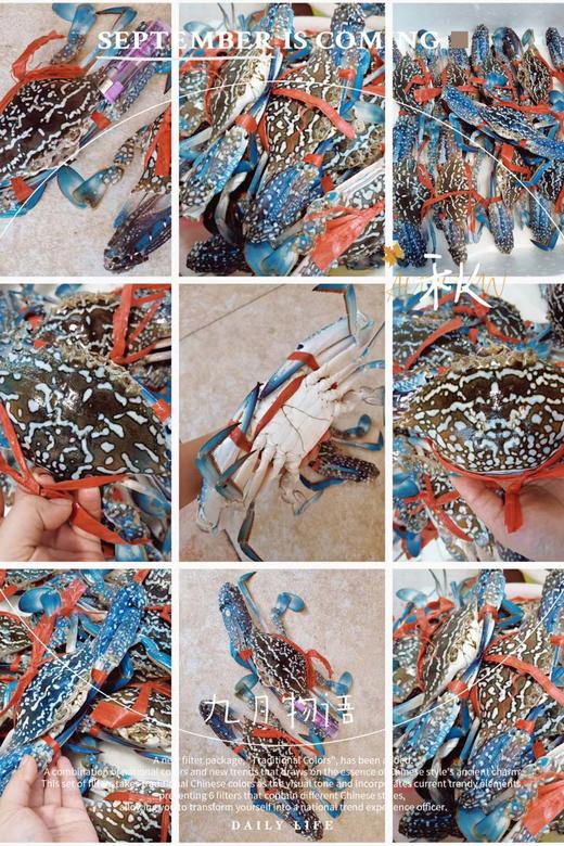 【兰花蟹】 商品图6