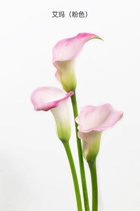 3月19日马蹄莲艾玛B级-5支（L农场）