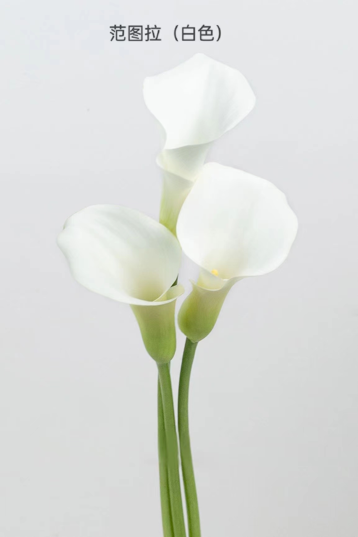 4月3日马蹄莲范图拉B级-5支（L农场）