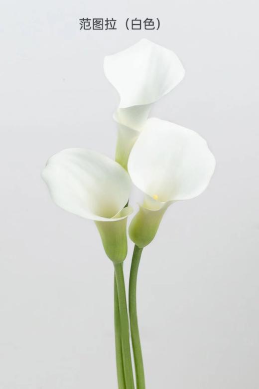 1月29日马蹄莲范图拉B级-5支（L农场） 商品图0