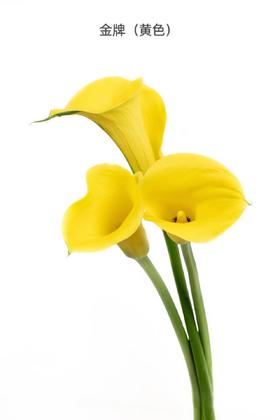 4月3日马蹄莲金牌A级-5支（L农场）