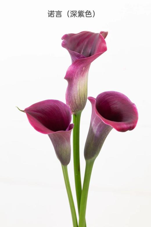 4月3日马蹄莲诺言A级-5支（L农场） 商品图0