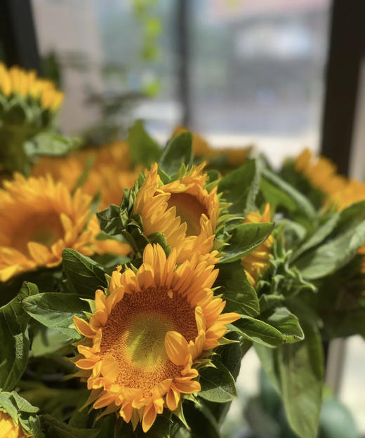 【中花】向日葵（绿心）约5枝/扎 商品图1