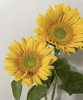 【中花】向日葵（绿心）约5枝/扎 商品缩略图2