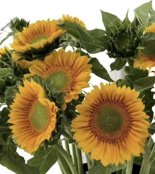 【中花】向日葵（绿心）约5枝/扎 商品图0