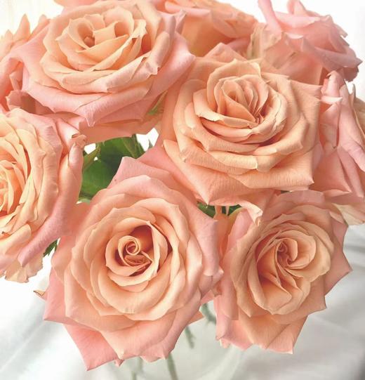 【秒杀福利】微光  20支/扎 商品图1