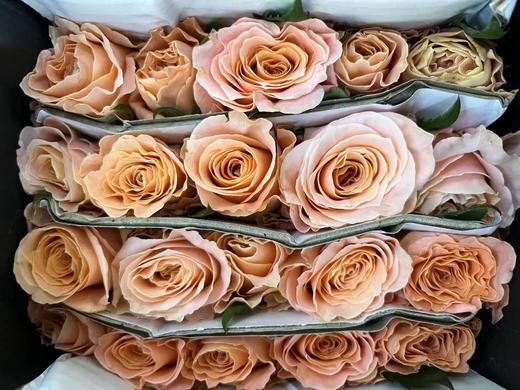 【秒杀福利】微光  20支/扎 商品图2