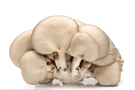 人工菌 /平菇  300g 商品图0