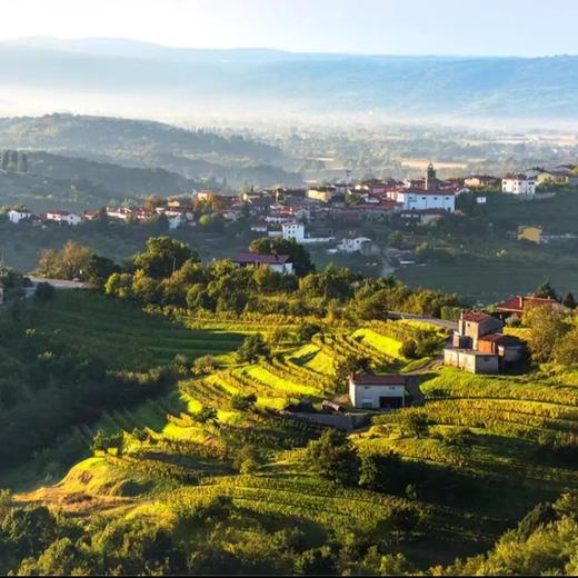 巴瑰丽梅洛干红葡萄酒 商品图7