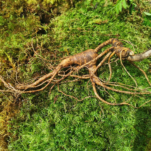 【2025门店请货】正安20年野山参鲜参  籽货鲜参   大于21g/根 商品图6