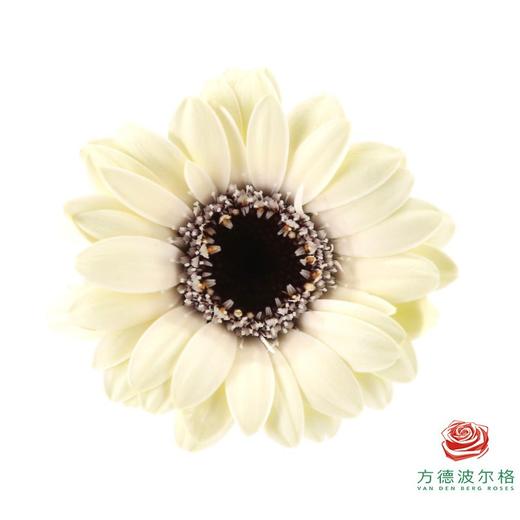 非洲菊 XXXS 小白 10枝一扎 商品图2