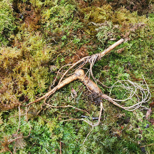 【2025门店请货】正安20年野山参鲜参  籽货鲜参   大于21g/根 商品图9