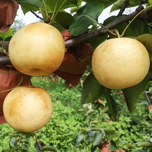 小空山有机黄金梨 商品图3
