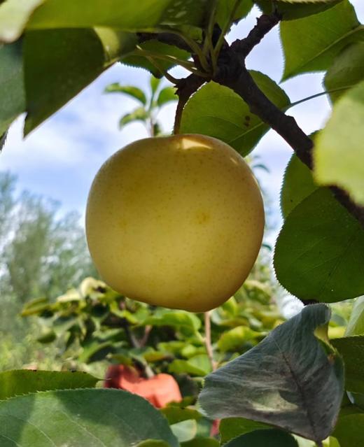 小空山有机黄金梨 商品图1