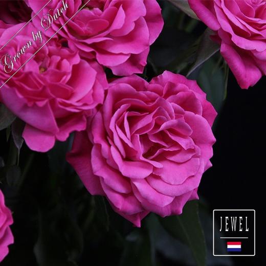 嘉荷多头- 桃花笺10枝一扎 商品图1