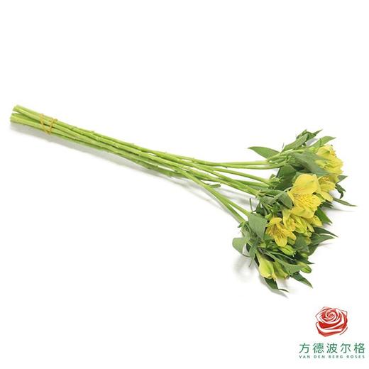 六出花 黄色系 商品图1