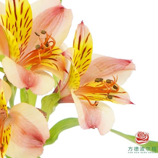 六出花 橙色系 商品图2