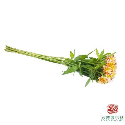 六出花 橙色系 商品图4