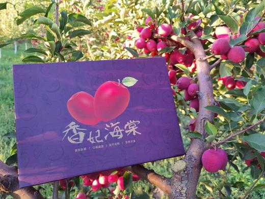 香妃海棠果 苹果  酸甜可口（新疆乡村振兴） 商品图2