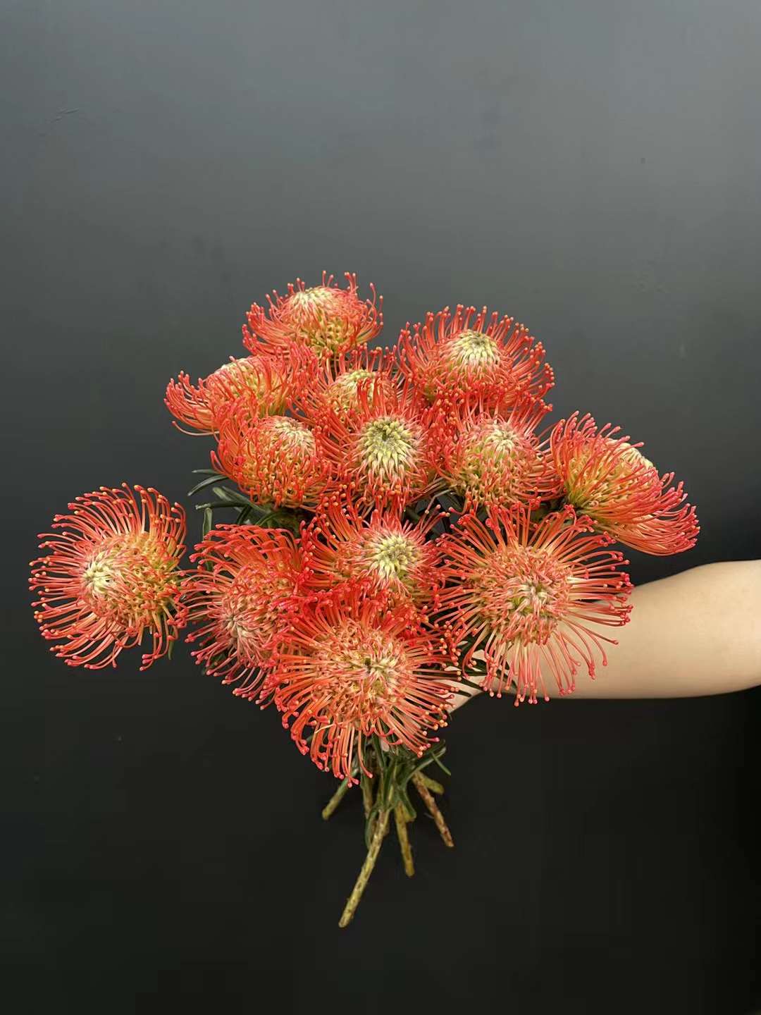 南非进口针垫花烟花菊