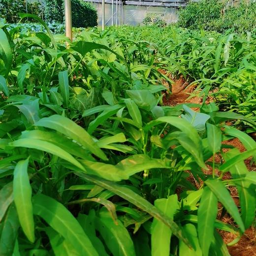 【生鲜预定】空心菜 商品图0