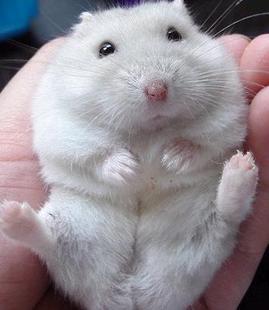 仓鼠 商品图3