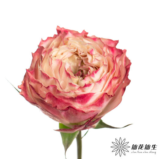 单头玫瑰 | 苹果 商品图8