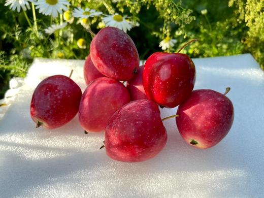 新疆伊犁香妃海棠 果汁丰富果色娇艳 商品图4