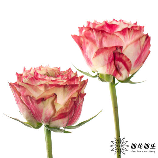 单头玫瑰 | 苹果 商品图6