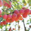 新疆伊犁香妃海棠 果汁丰富果色娇艳 商品缩略图1