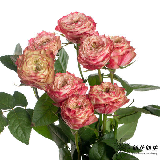 单头玫瑰 | 苹果 商品图7